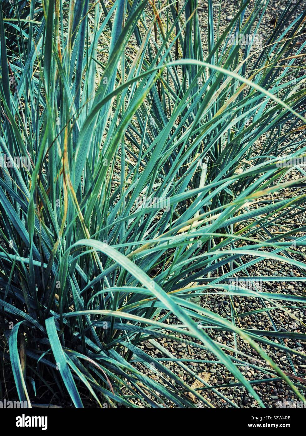 Ornamental grasses growing in a gravel garden. Stock Photo