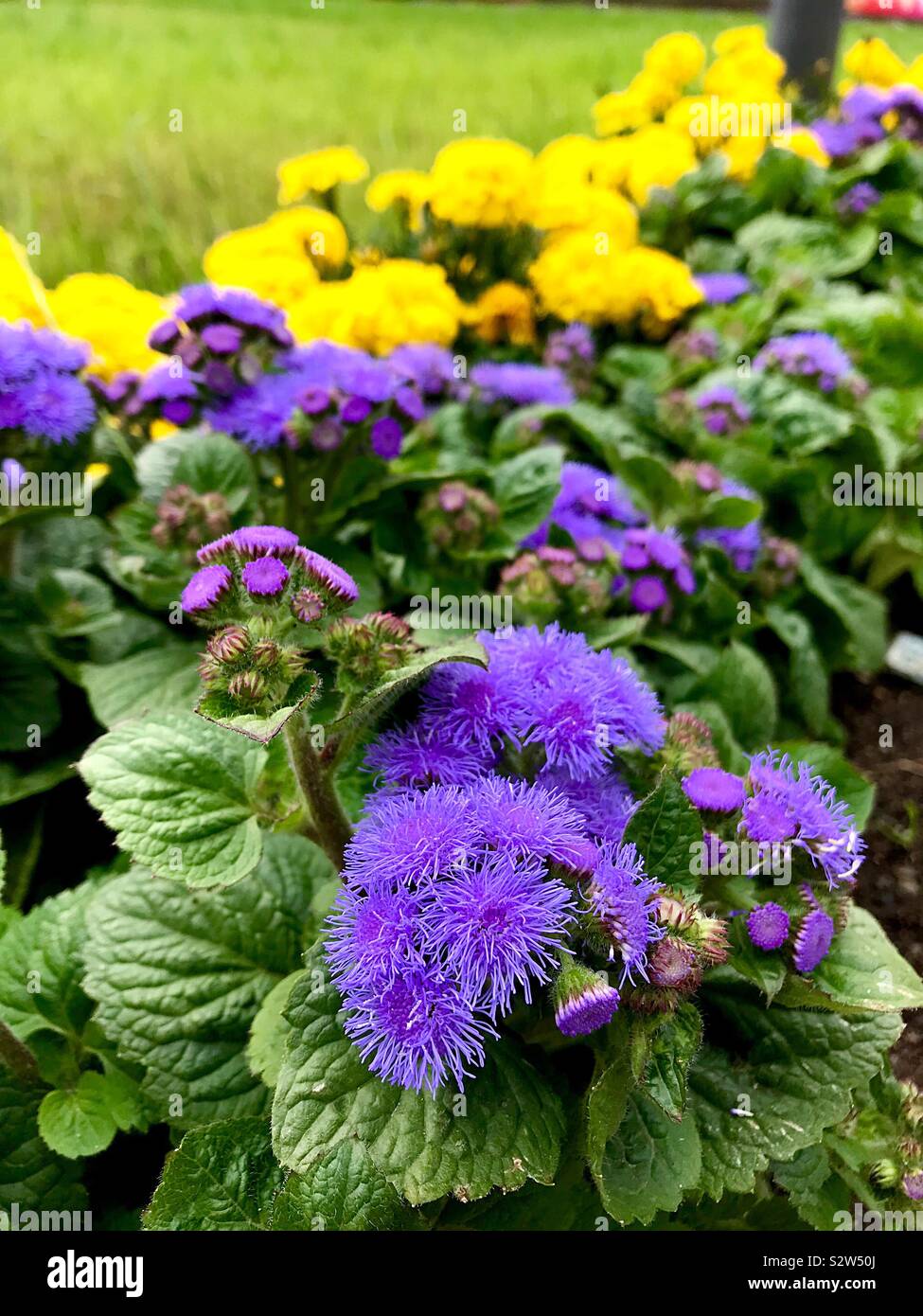 Summer colors - Smartphone Captured Stock Image