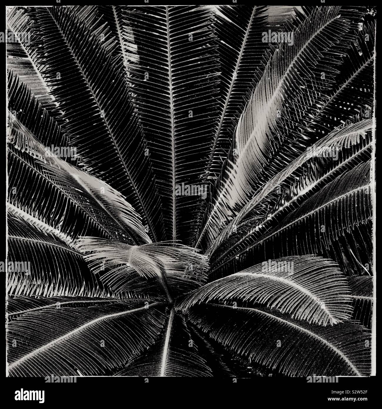 The palm tree london hires stock photography and images Alamy