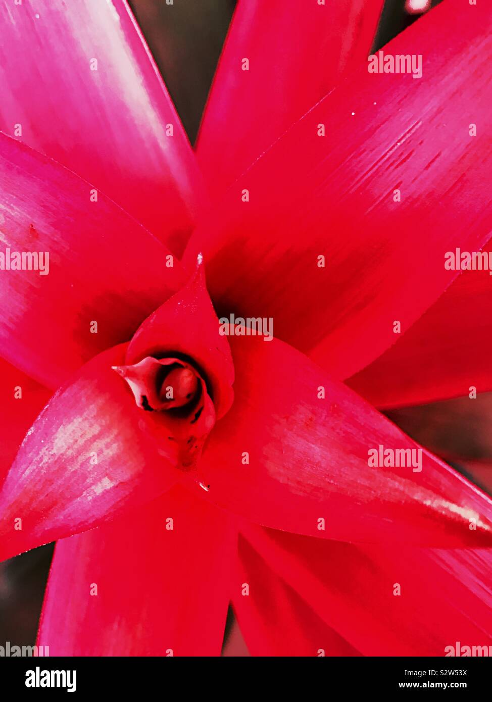 Red bromeliad flower detail Stock Photo