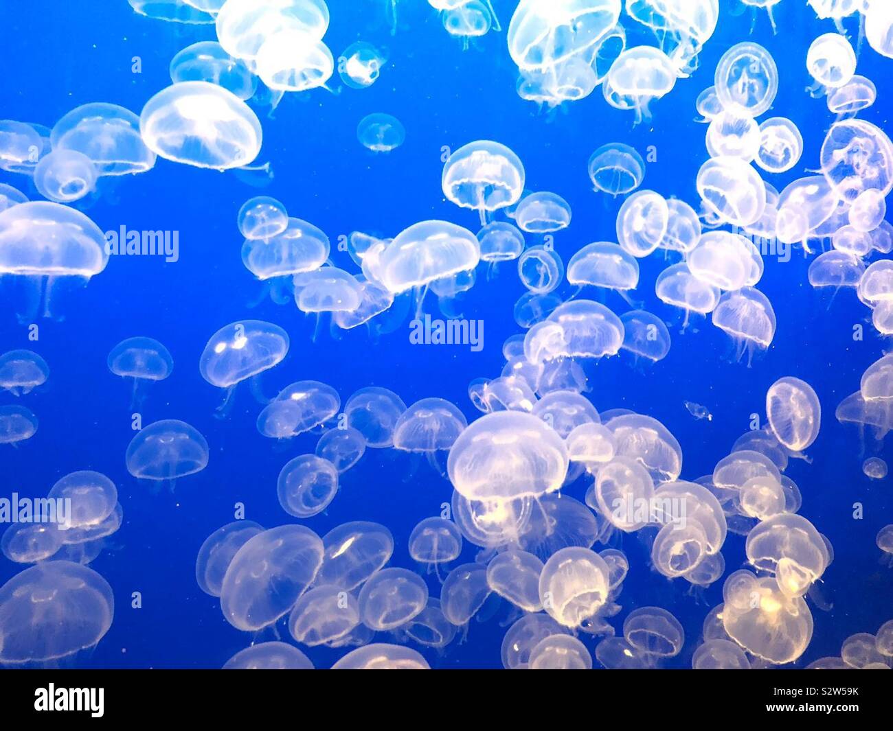 Bloom of Jellyfish Stock Photo Alamy