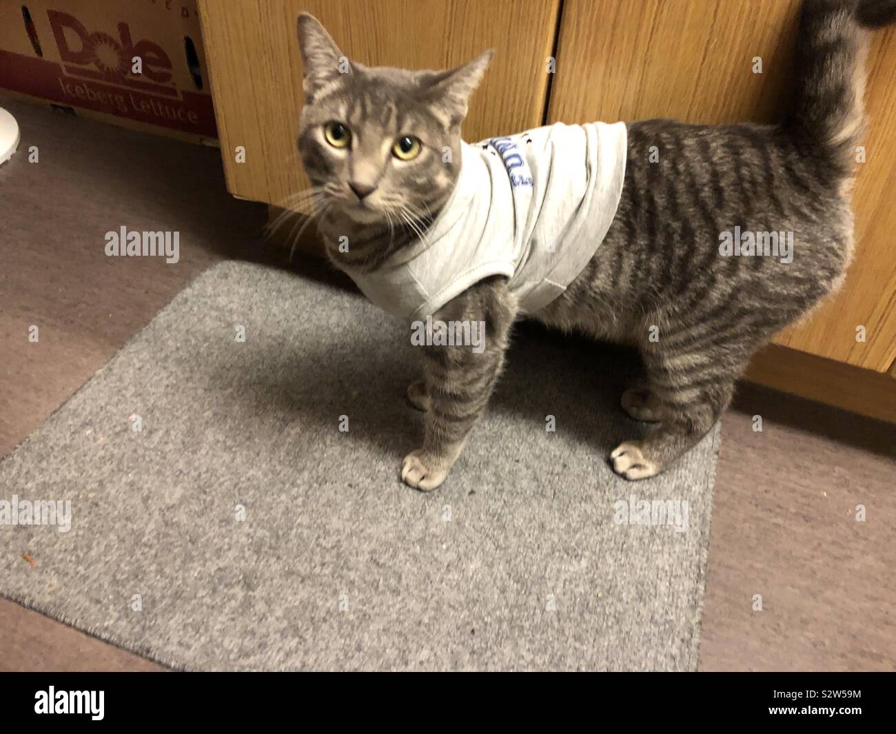 Cat in shirts hi res stock photography and images Alamy