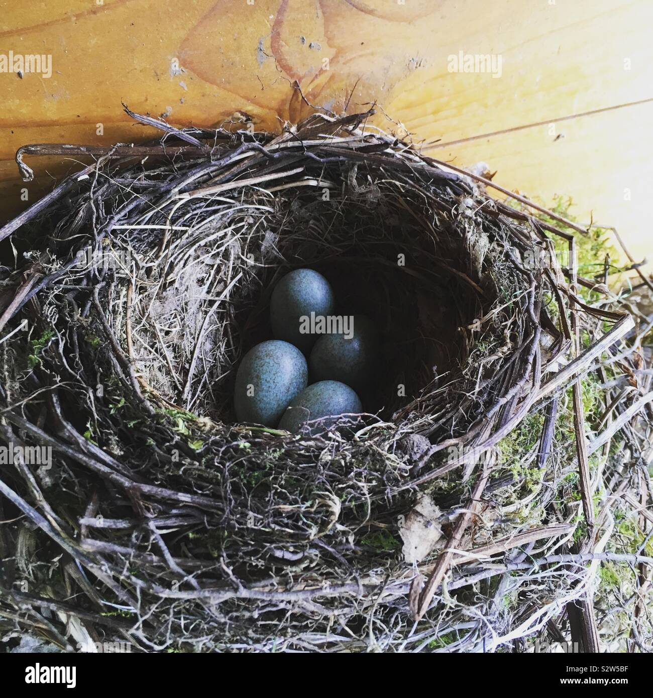 Nest mit Vogeleiern. / Nest with Bird eggs. Stock Photo