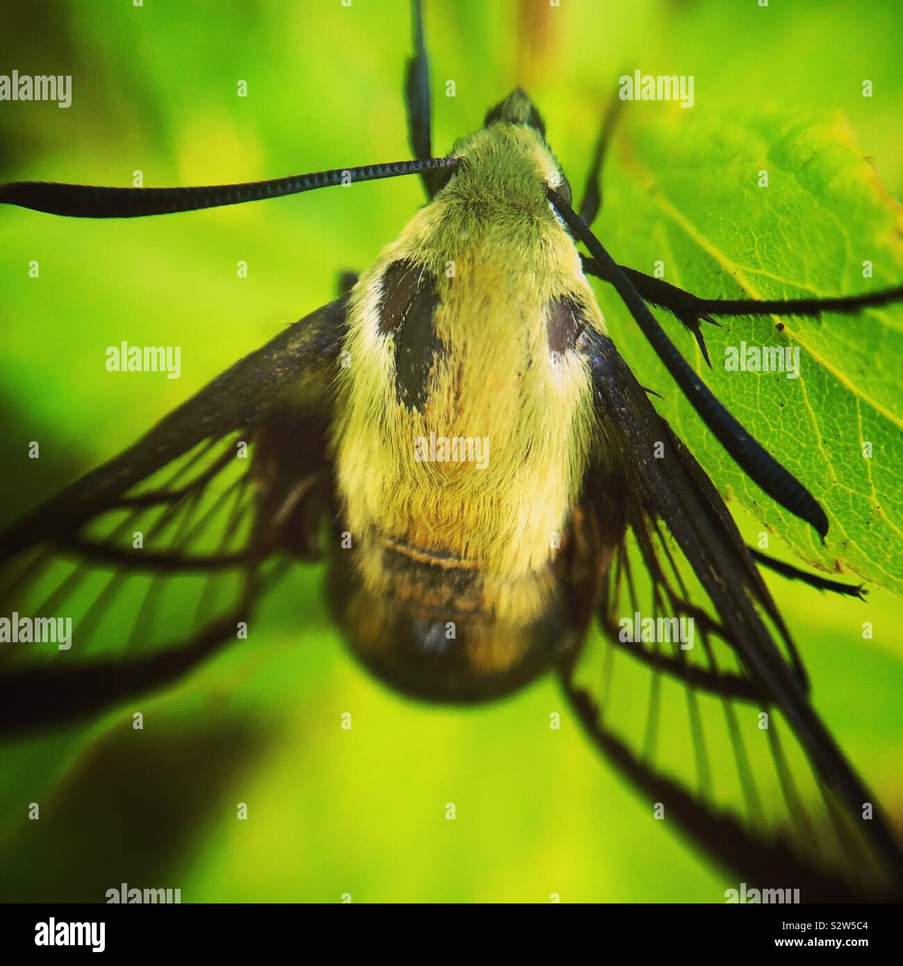 Snowberry clearwing, Wayne County, Pennsylvania Stock Photo