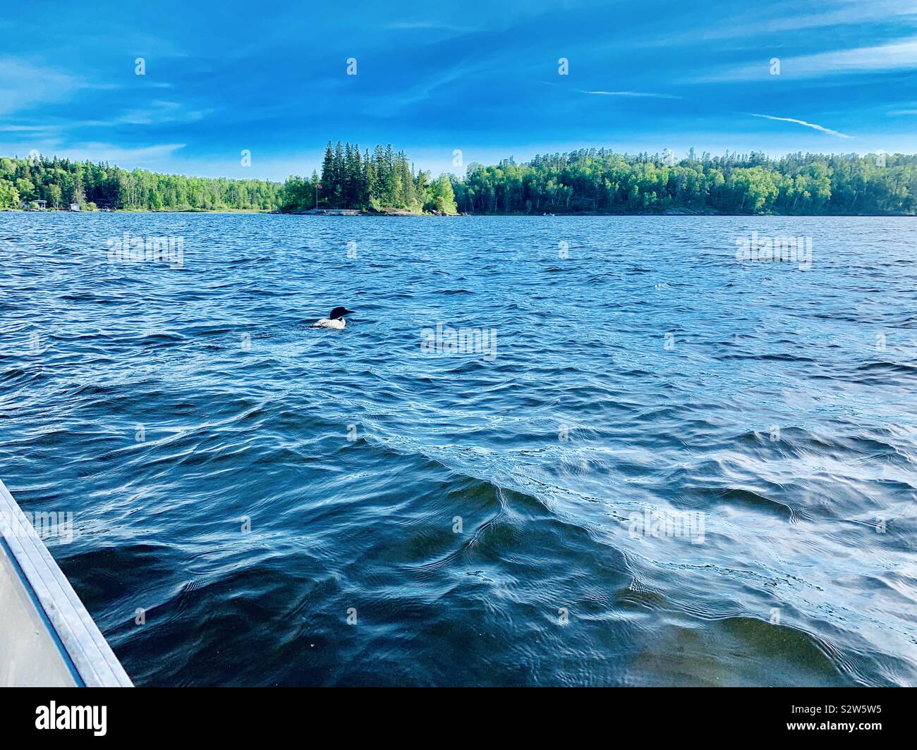 A loon in caddy lake Stock Photo Alamy