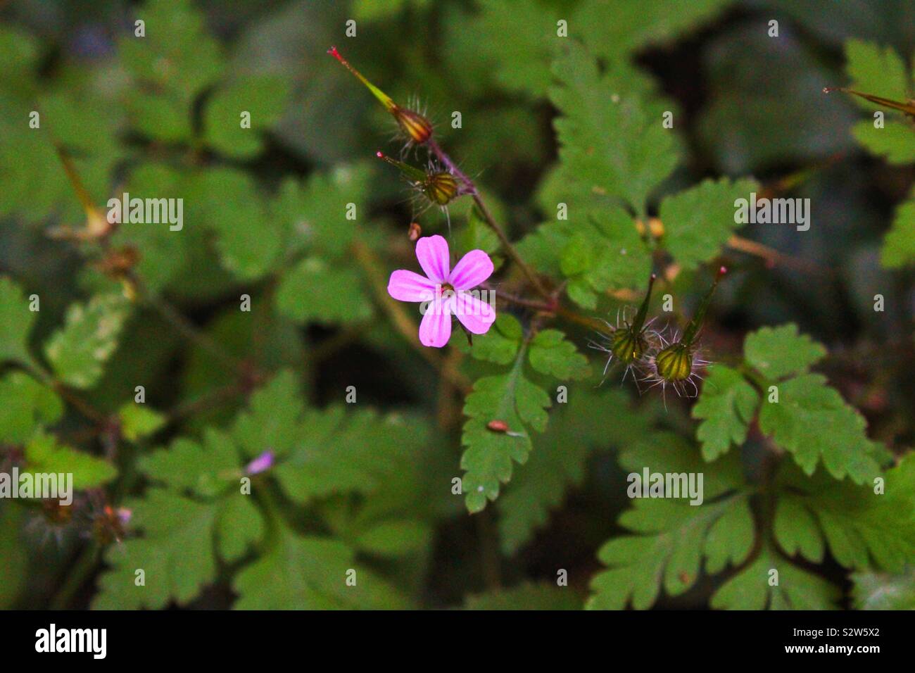 C’est une photo prise en Auvergne au lac chambon. C’est une fleur rose avec un petit insect à côté Stock Photo