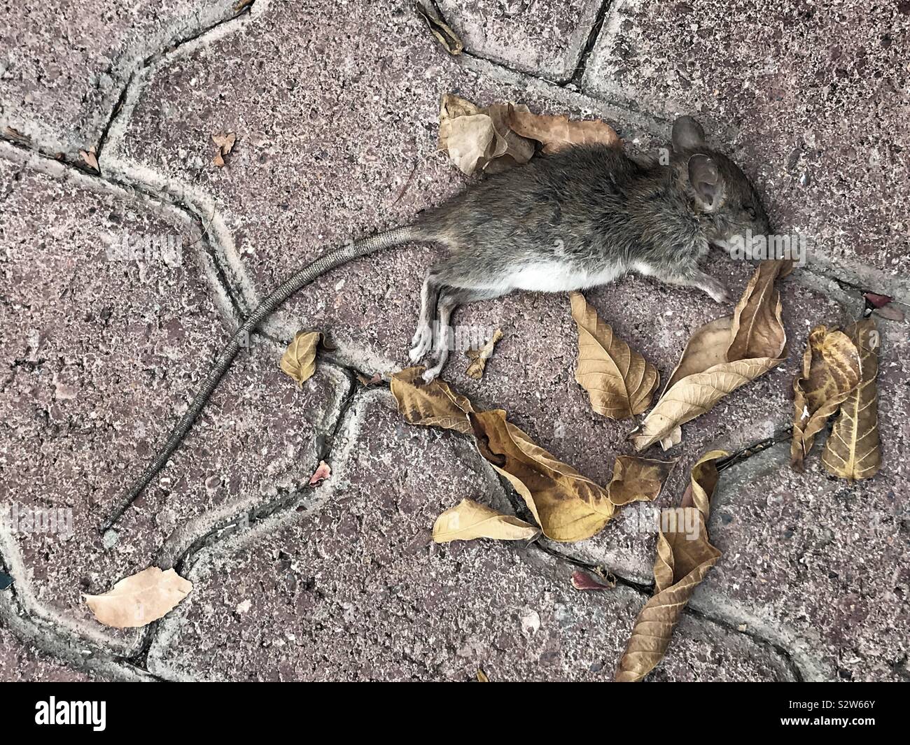 Bush rat hires stock photography and images Alamy