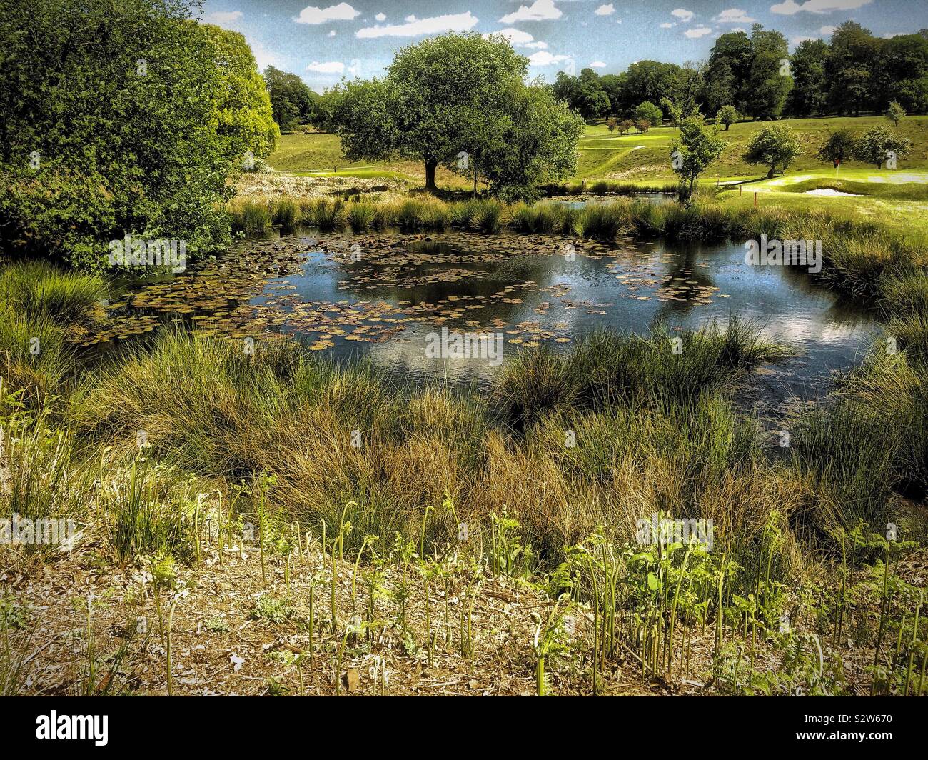 Pond - Smartphone Captured Stock Image
