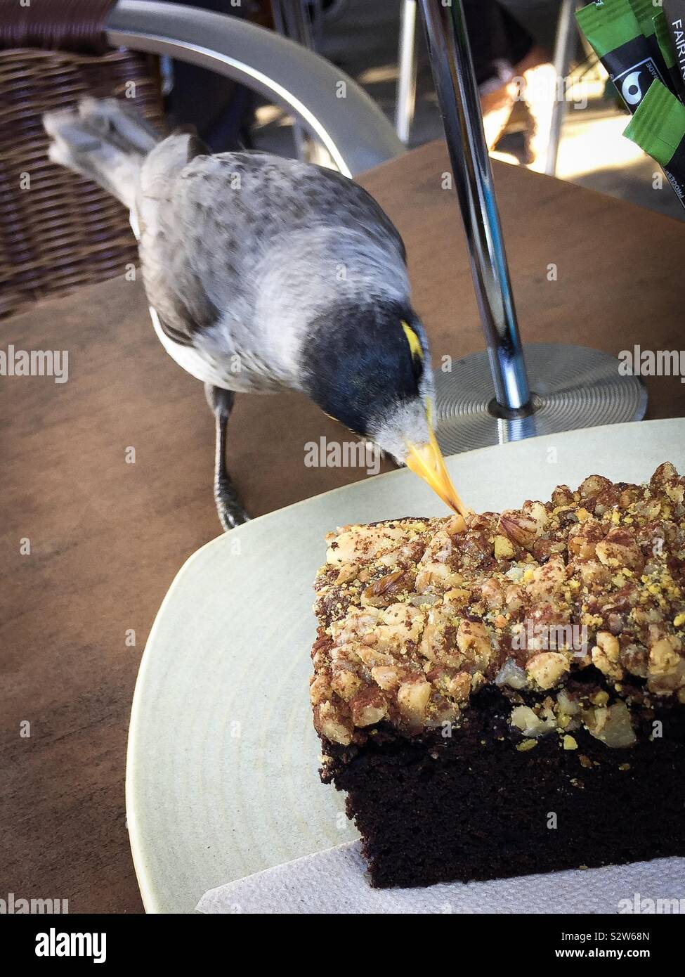 A cheeky wild bird eating my cake Stock Photo