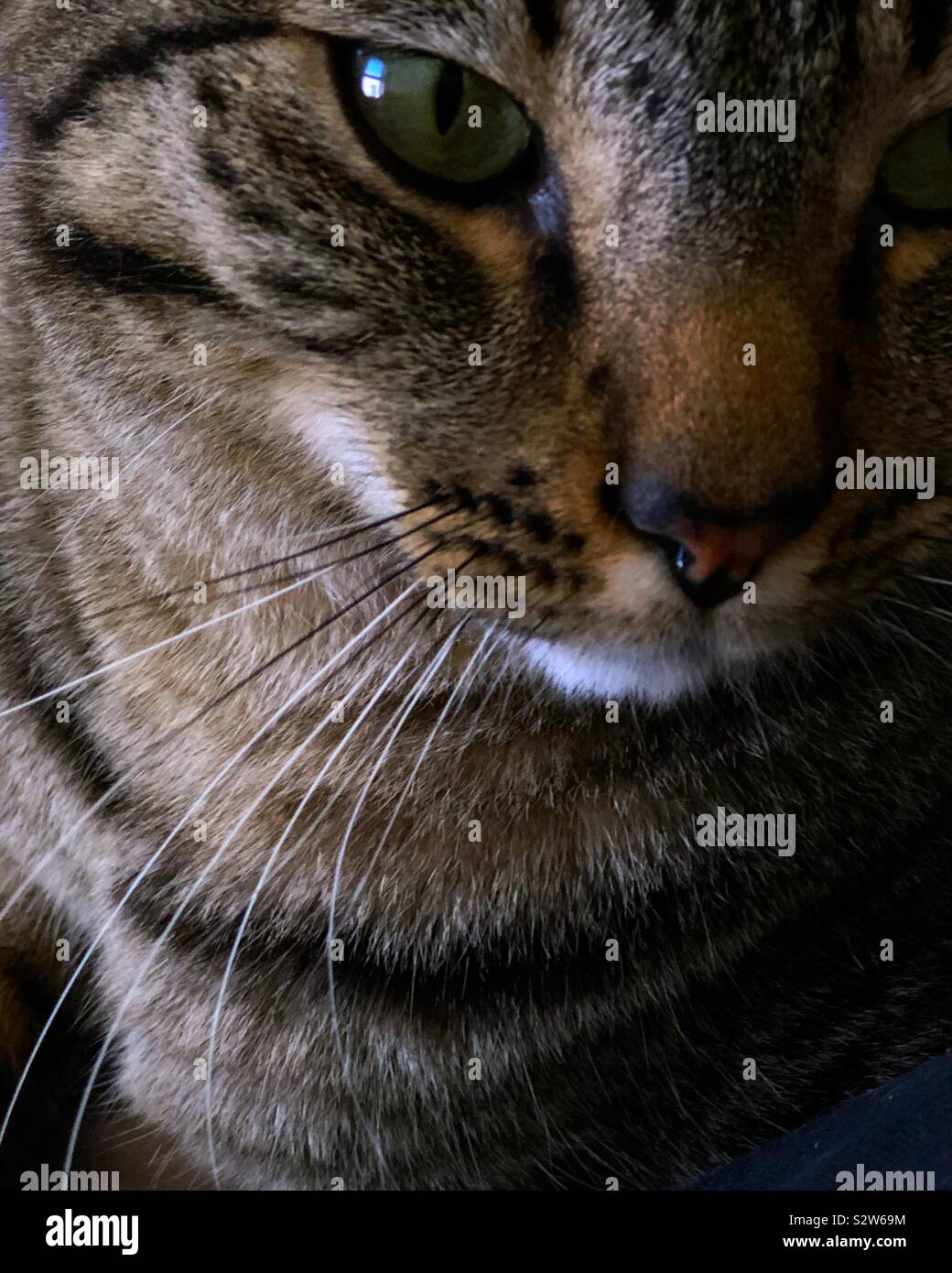 My two year old tabby is always looking for affection. He sits very close and cries until I pet him. Stock Photo
