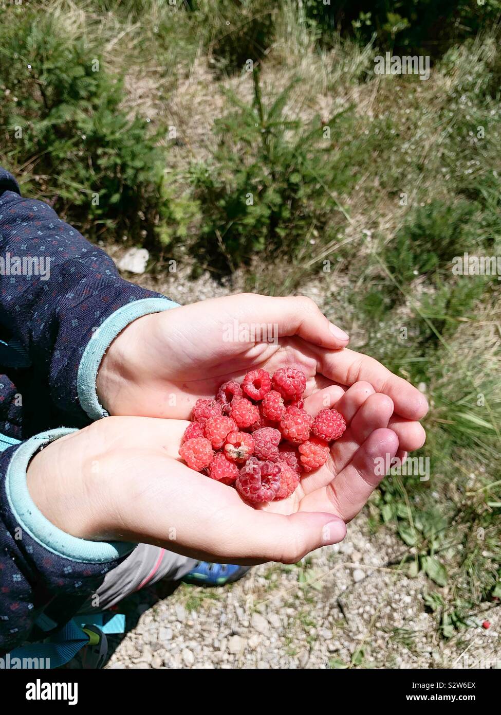 Girl’s hand filled with raspberries. - Smartphone Captured Stock Image