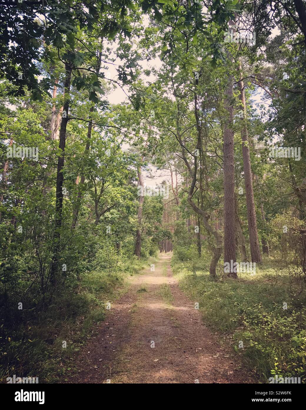 Summer stroll amongst the trees Stock Photo - Alamy