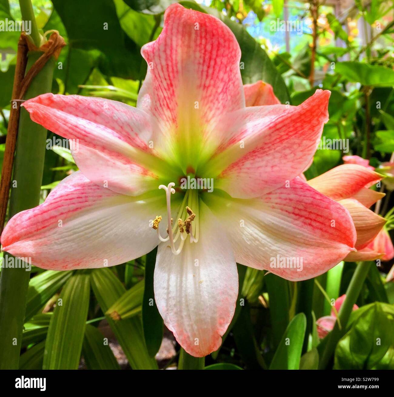 Closeup of the reproductive parts of a lily Stock Photo Alamy