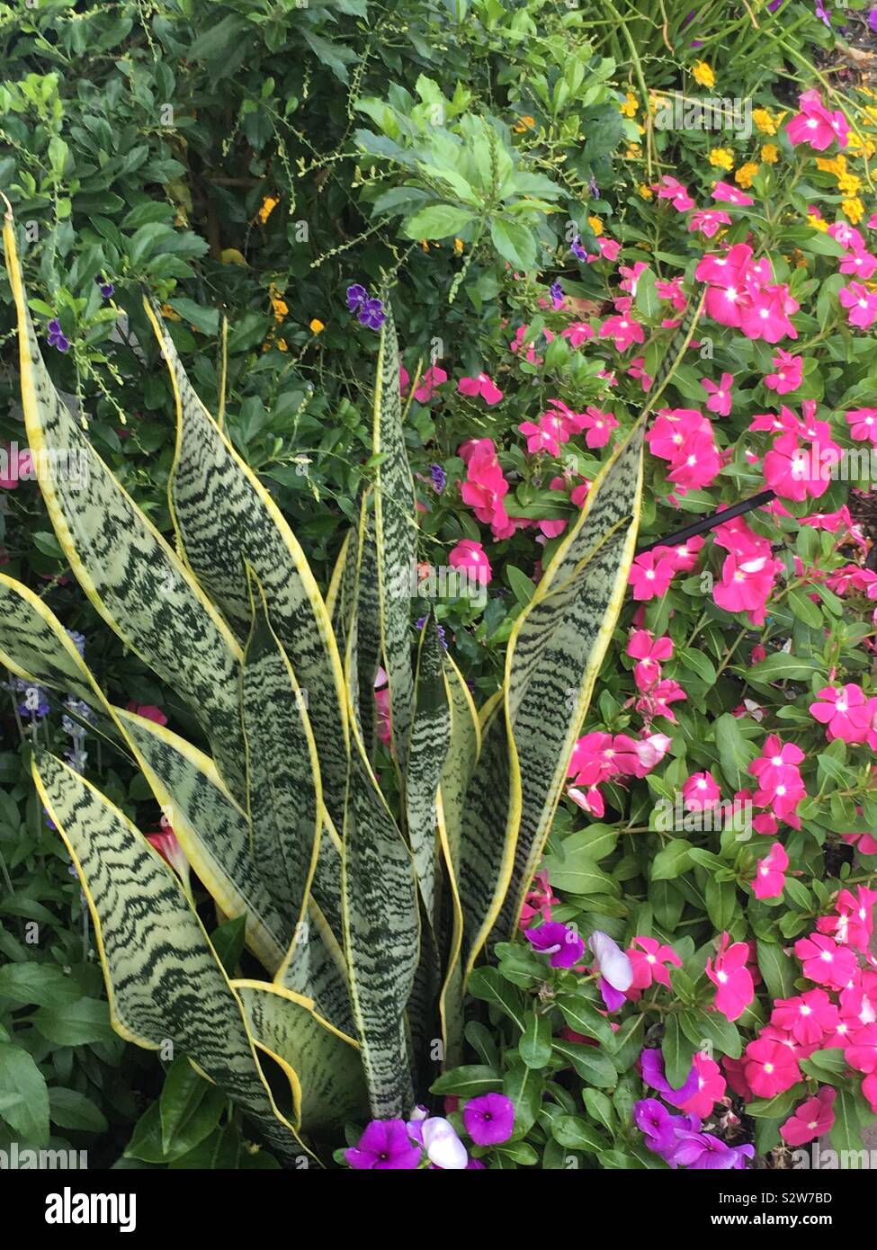 Plant and flowers Stock Photo Alamy