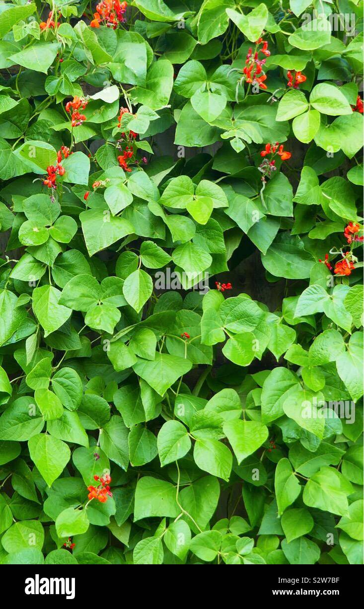 Phaseolus coccineus. Runner beans growing in a vegetable garden in Wales, UK Stock Photo