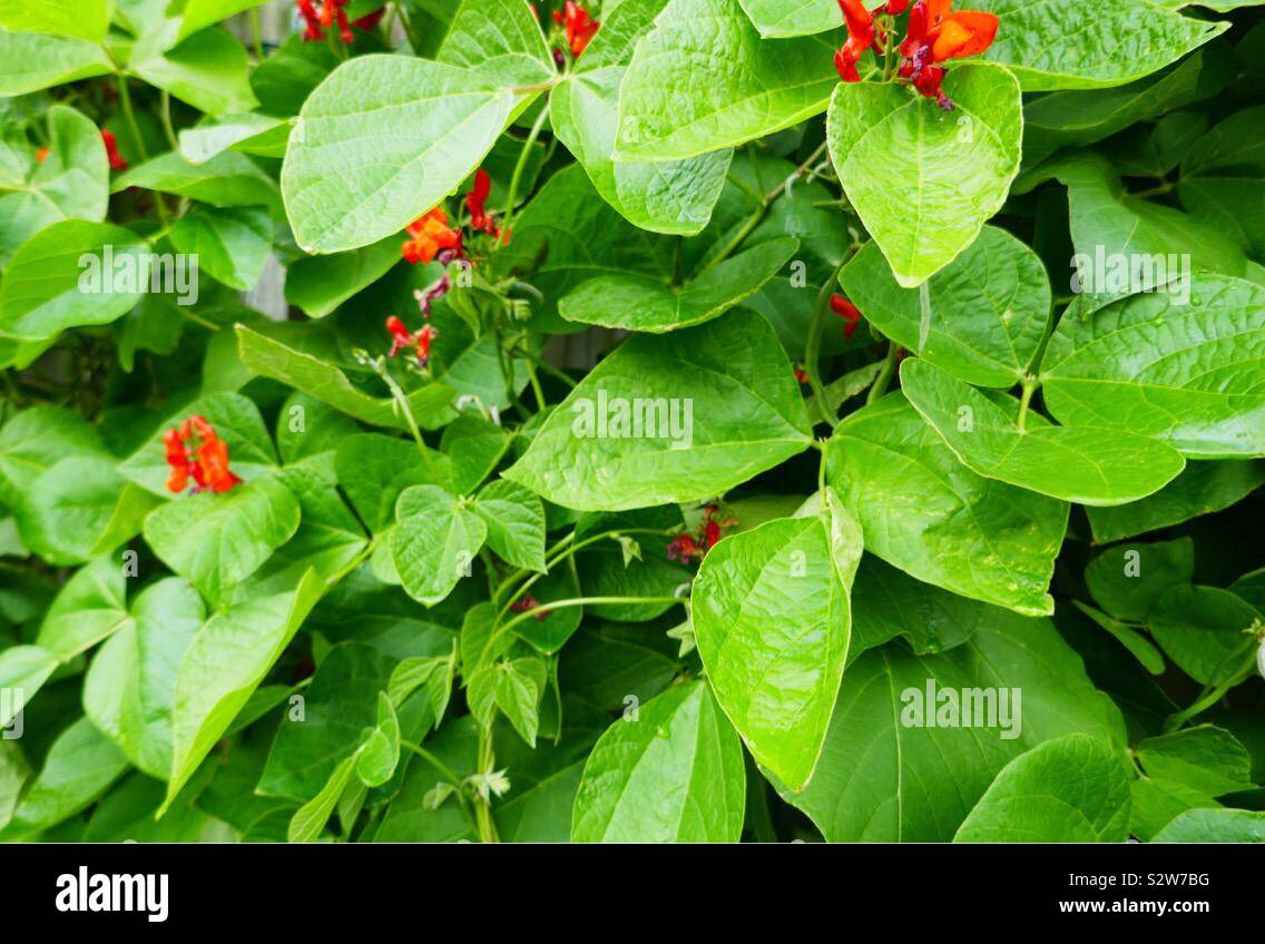 Close up of Phaseolus coccineus. Runner beans growing in a vegetable garden in Wales, UK Stock Photo