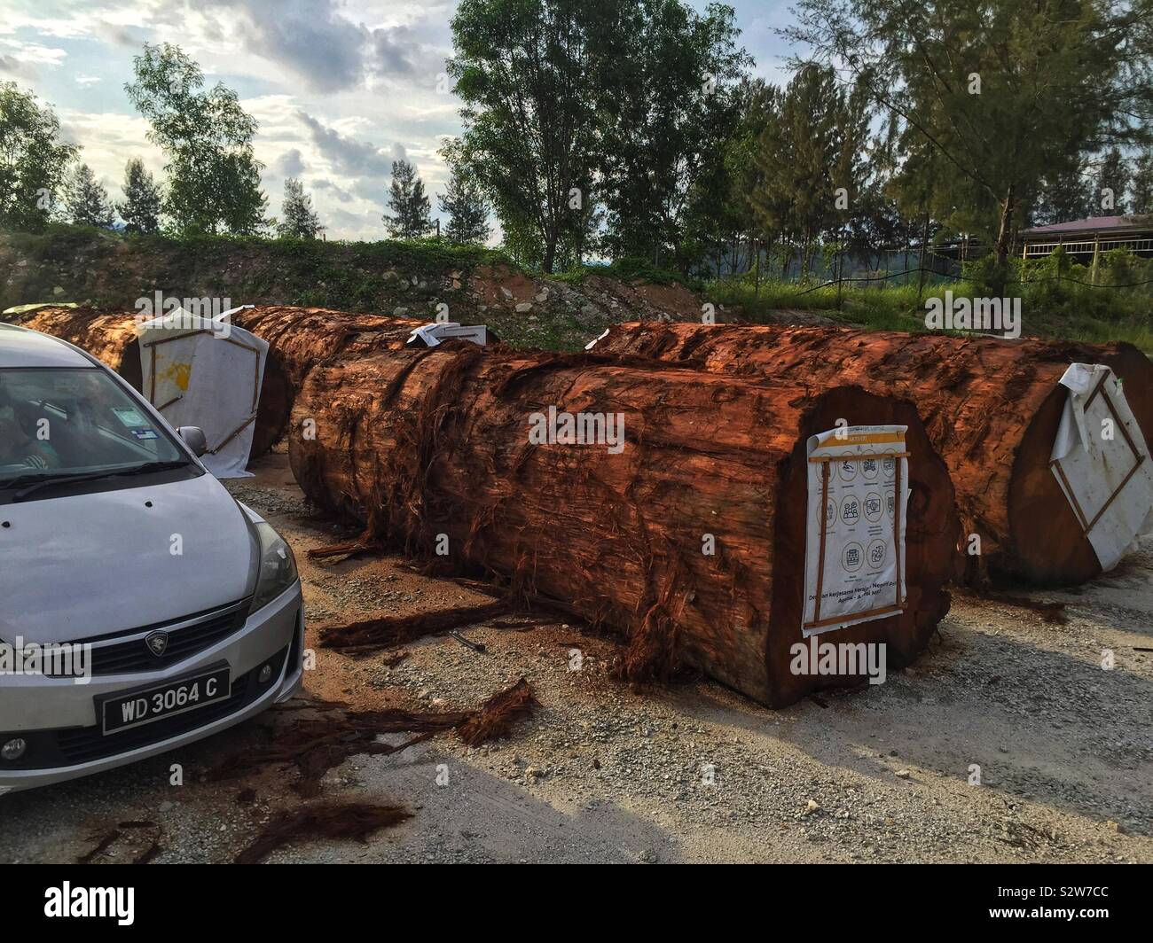 Massive hardwood logs, probably for use as piers in the construction of a jetty, with a car for scale, Marina Island, Lumut, Perak, Malaysia - Smartphone Captured Stock Image