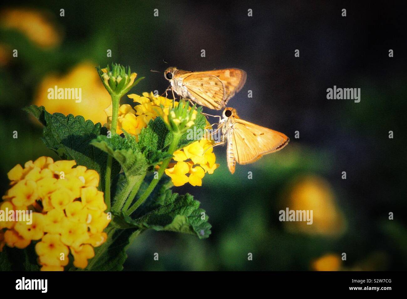 mariposas amarillas