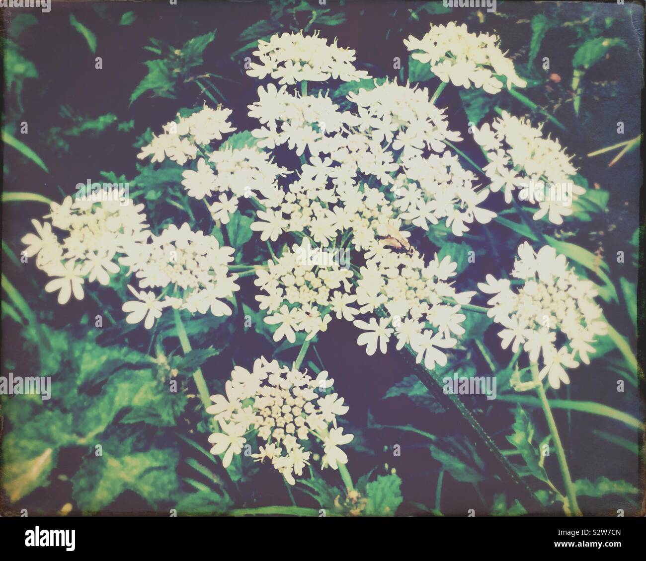 Cow parsley flowers Stock Photo Alamy