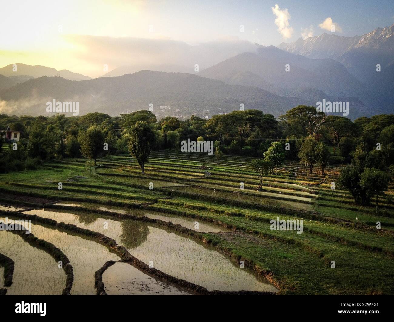 Beautiful rice paddy fields in monsoon in the small Indian village of Sidhbari, near Dharamsala, Himachal Pradesh Stock Photo