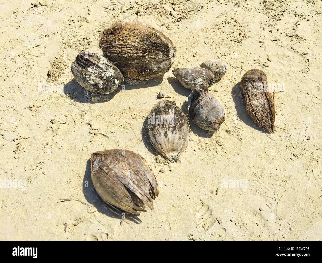 Coconuts on the beach Stock Photo Alamy