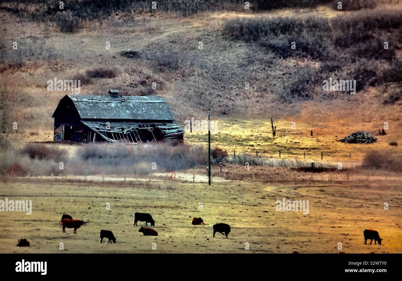 Barn Alberta Stock Photos Barn Alberta Stock Images Alamy
