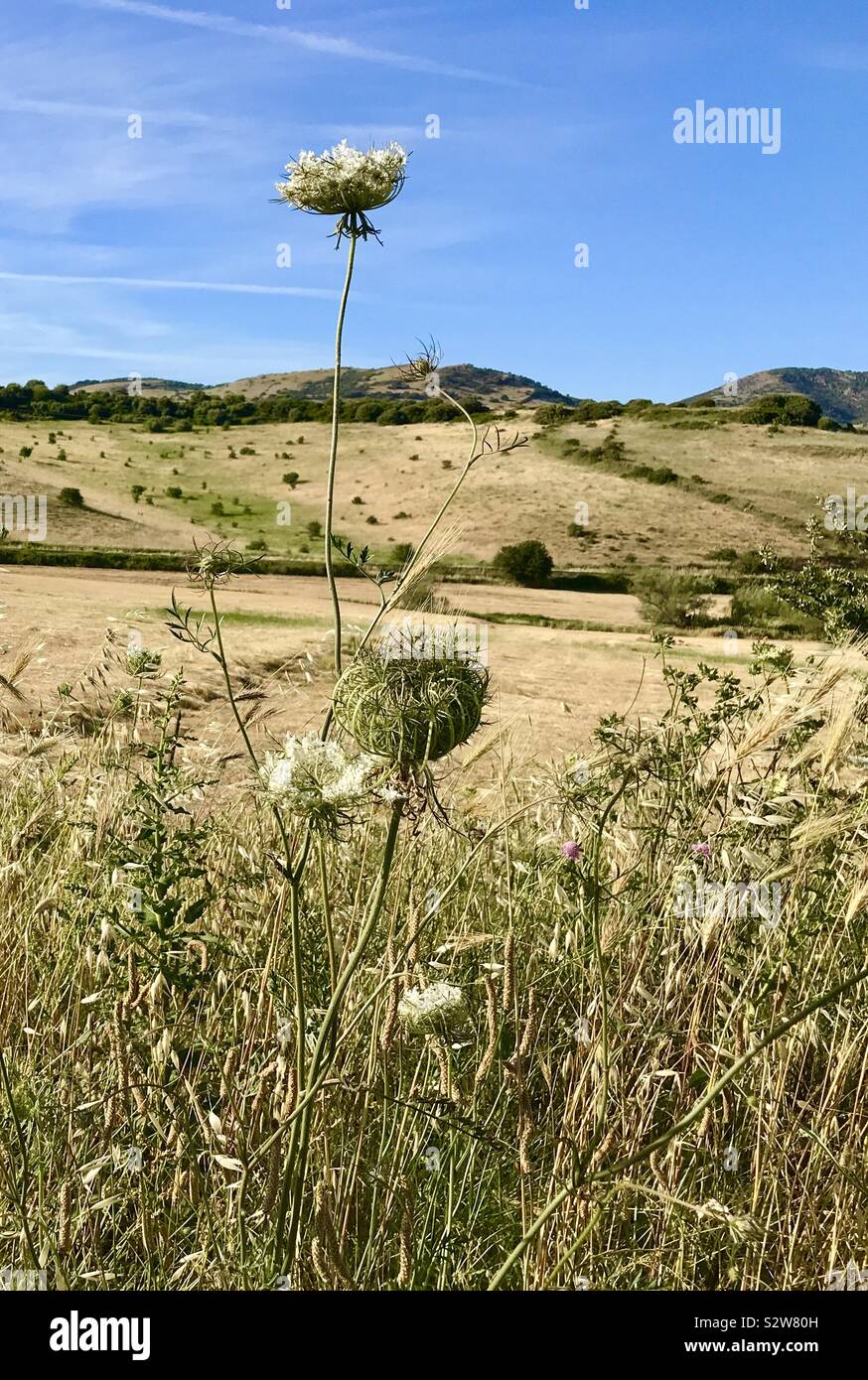 Wild carrot, Queen Anne’s Lace in Sardinian summer landscape Stock Photo
