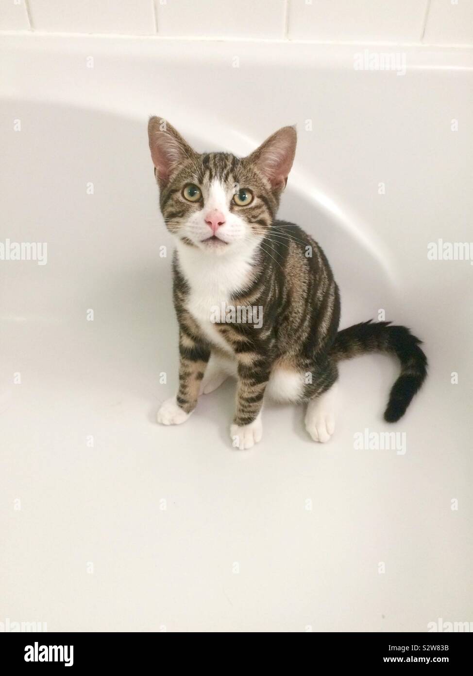Bath time kitty Stock Photo - Alamy