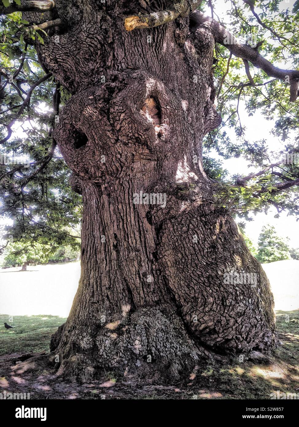 Old Old Tree Trunk - Smartphone Captured Stock Image