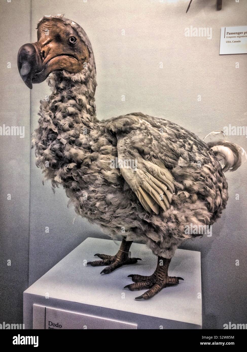 dodo meaning nap dodo meaning nap