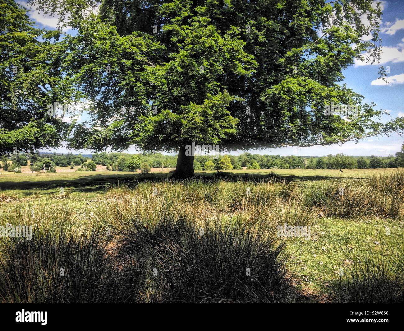 Parkland at Sevenoaks, Kent - Smartphone Captured Stock Image
