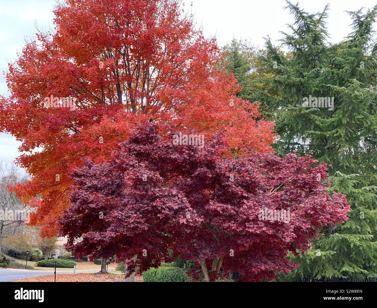 Fall trees Stock Photo