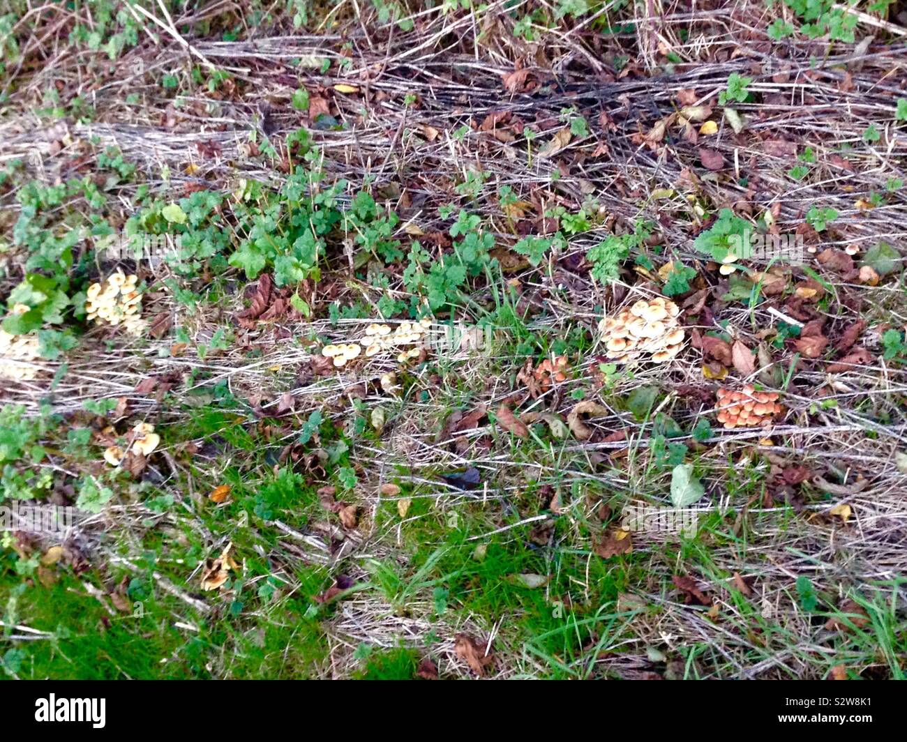 Mushrooms / fungi growing on the forest floor.  Bracken, leaves and plants growing naturally in Scandinavia in Autumn Stock Photo