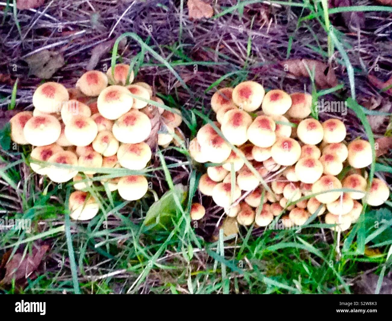 Close up of fungi growing wild on the forest floor in Denmark in Autumn Stock Photo