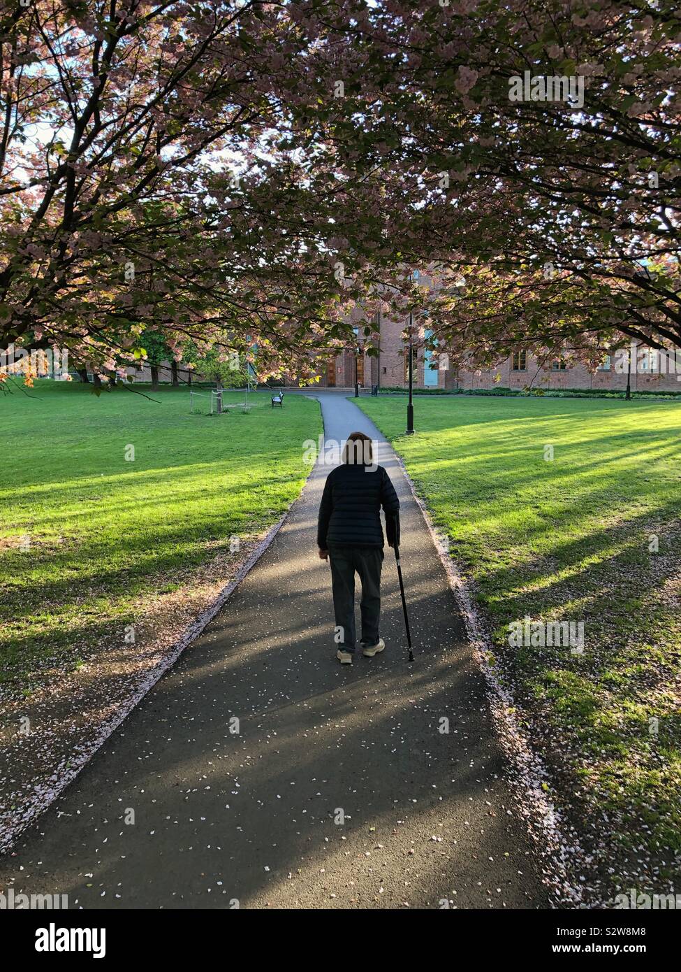 Elderly woman walking away on a path under a canopy of cherry trees in low evening sunlight. - Smartphone Captured Stock Image
