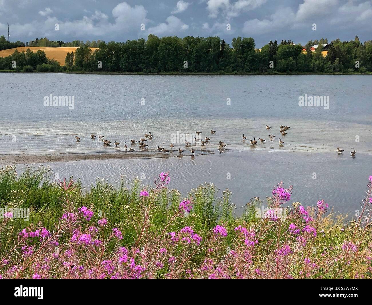 A flock of Canada geese resting on Glomma river near Årnes, Akershus county in Norway on an August day with dark rain clouds. Stock Photo
