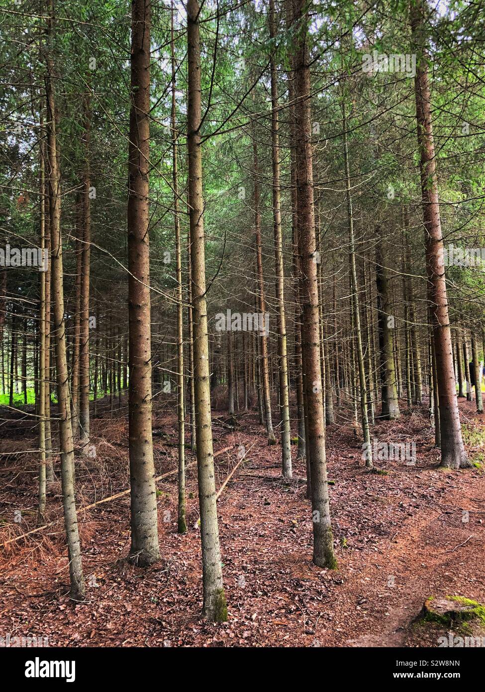 Forest with slim Norwegian spruce trees in shaded light. Akershus county, Norway. Stock Photo