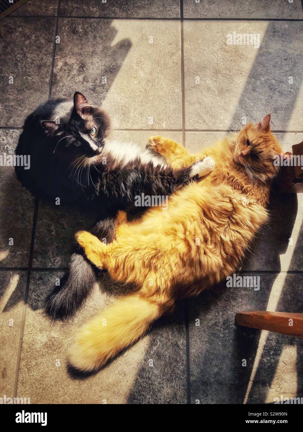 Two adult cats lounging on the floor together in the sun Stock Photo