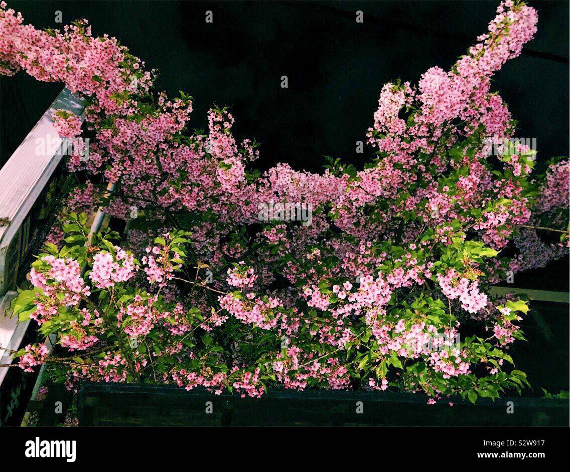 Night cherry blossoms hi-res stock photography and images - Alamy