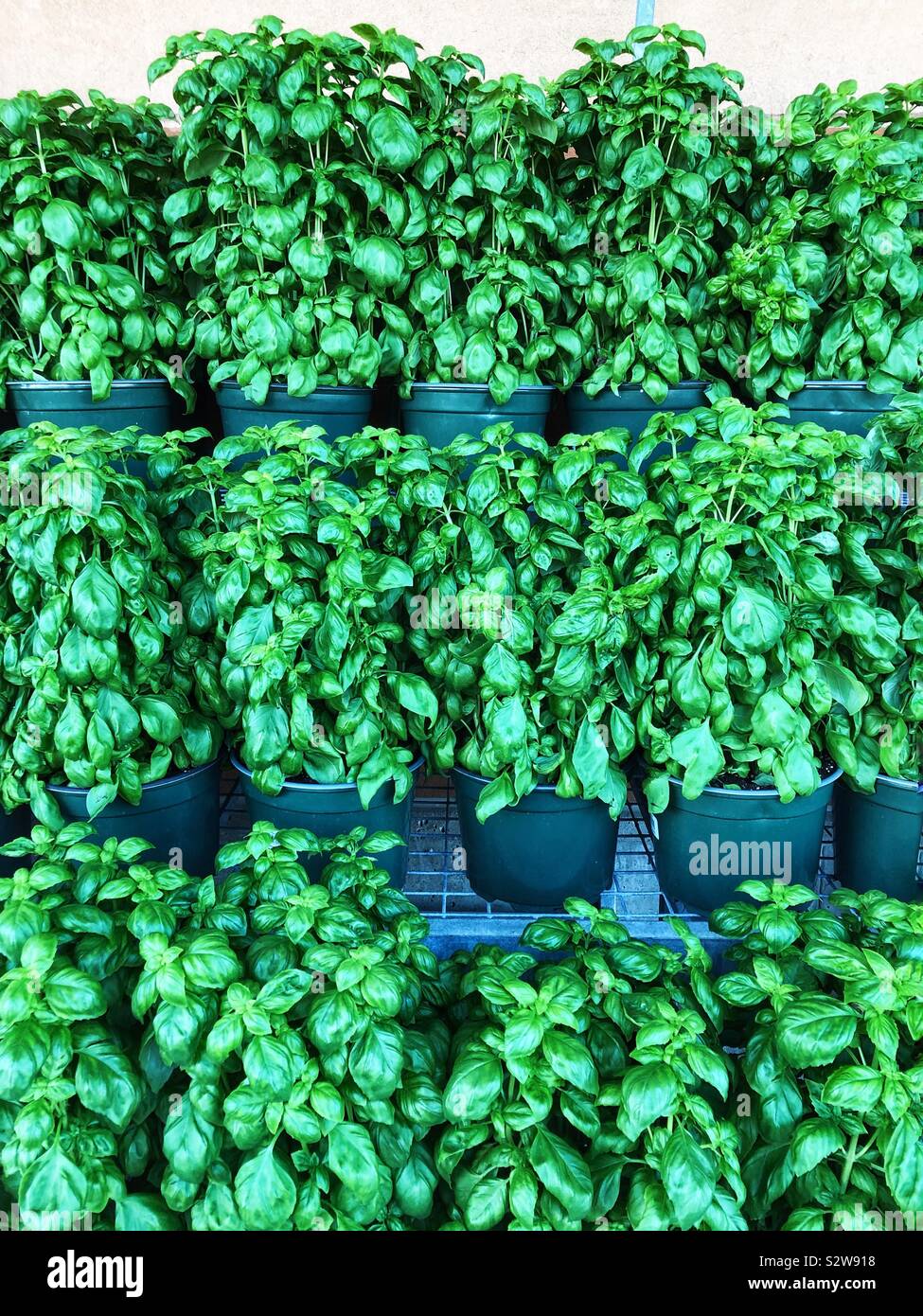 Rows of bushy, healthy, fresh basil plants for sale at the market Stock Photo