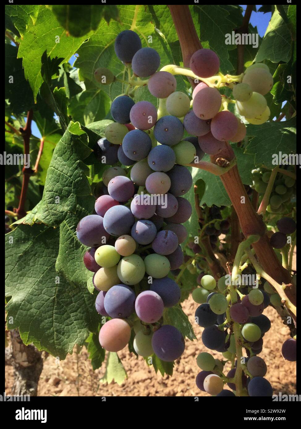 Carignan grape hires stock photography and images Alamy