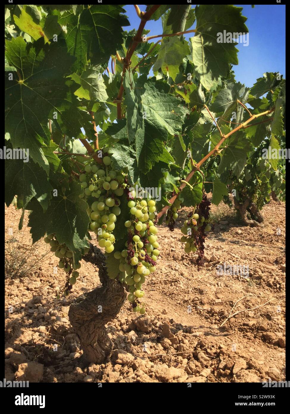 Heatwave damaged Pedro Ximénez grapes ripening on the vine, Catalonia, Spain. - Smartphone Captured Stock Image