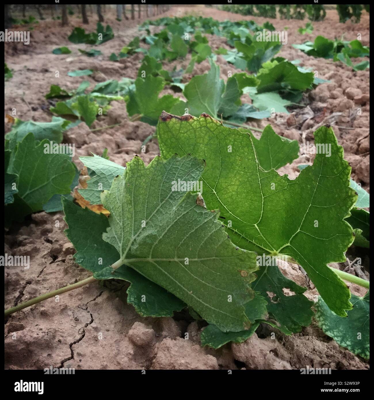 Leaf pulling to aid ripening of Syrah grapes in the vineyard, Catalonia, Spain. - Smartphone Captured Stock Image