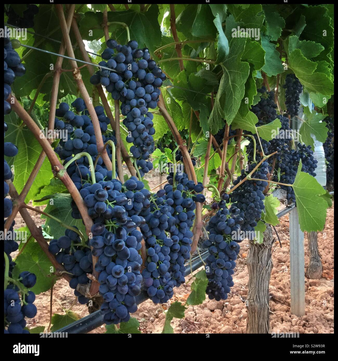 Syrah grapes ripening on the vine after leaf pulling, Catalonia, Spain. - Smartphone Captured Stock Image
