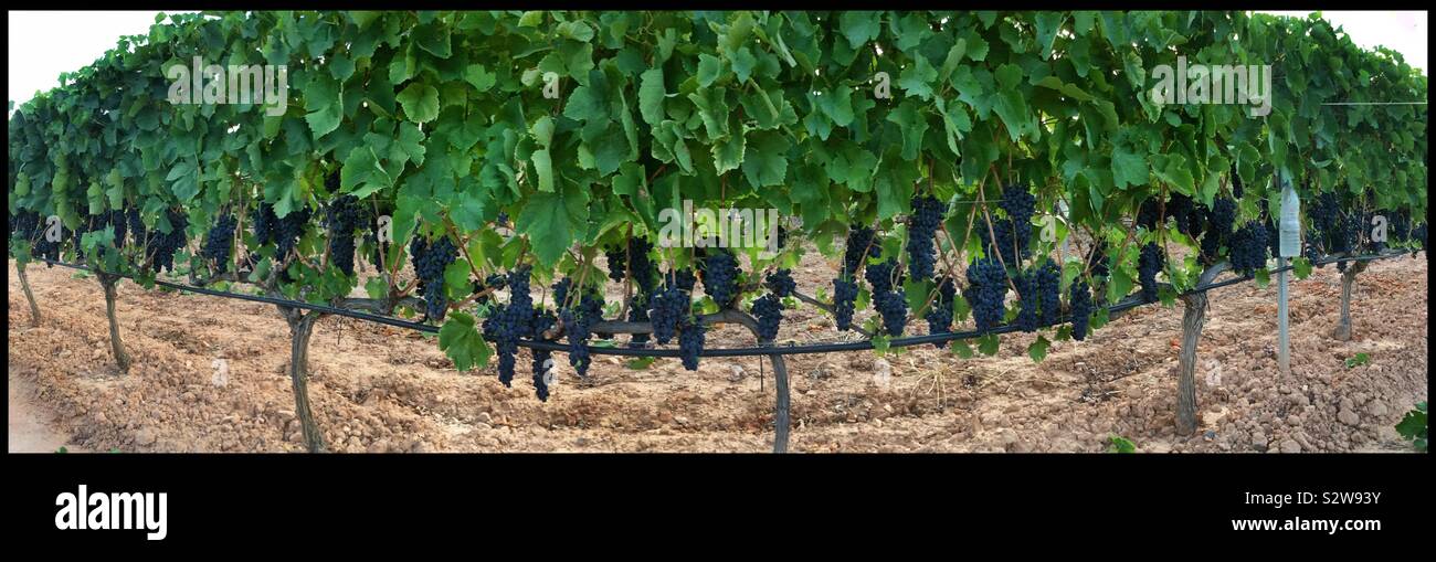 Syrah grapes ripening on the vine after leaf pulling, Catalonia, Spain. - Smartphone Captured Stock Image