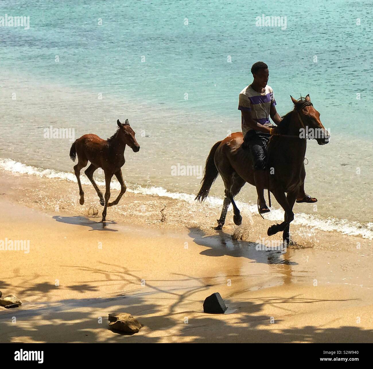 Man Riding a Horse along The Beach with a Foal Running Behind - St.Lucia, West Indies - Smartphone Captured Stock Image