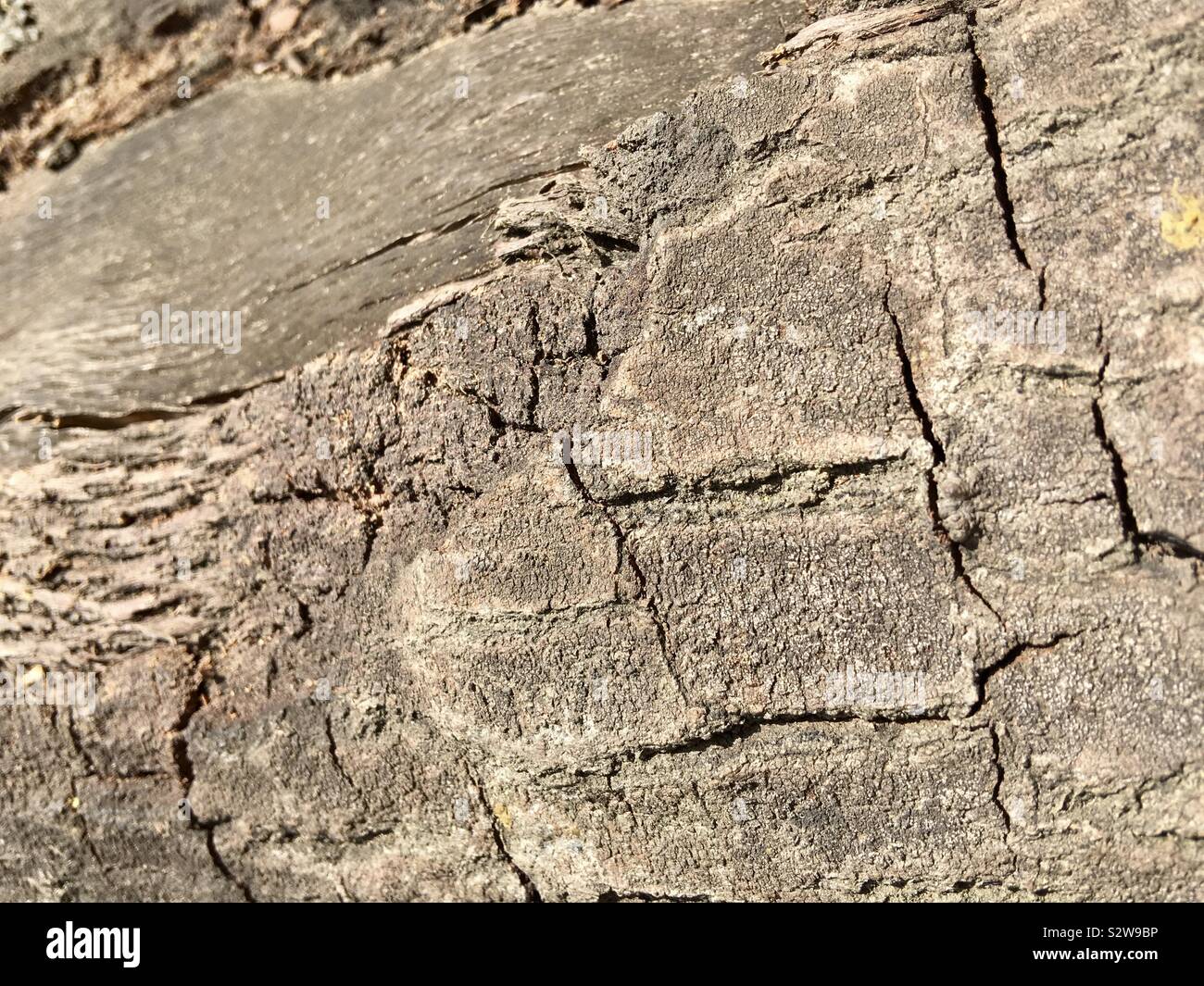 Shallow focus on wood bark detail, creating abstract background - Smartphone Captured Stock Image Shallow focus on wood bark detail, creating abstract background - Smartphone Captured Stock Image