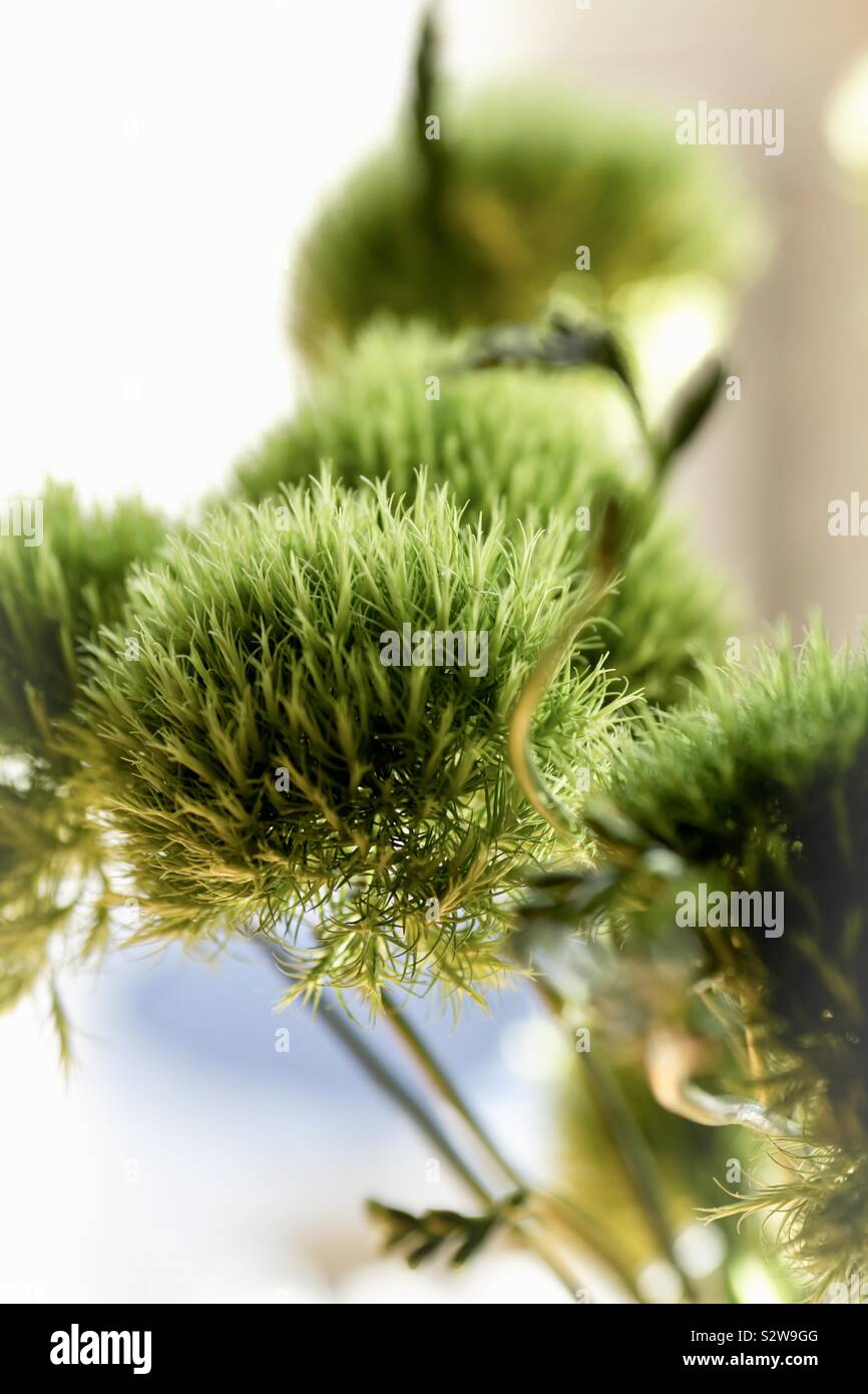 . Dianthus barbatus 'Green Trick Flowers Stock Photo