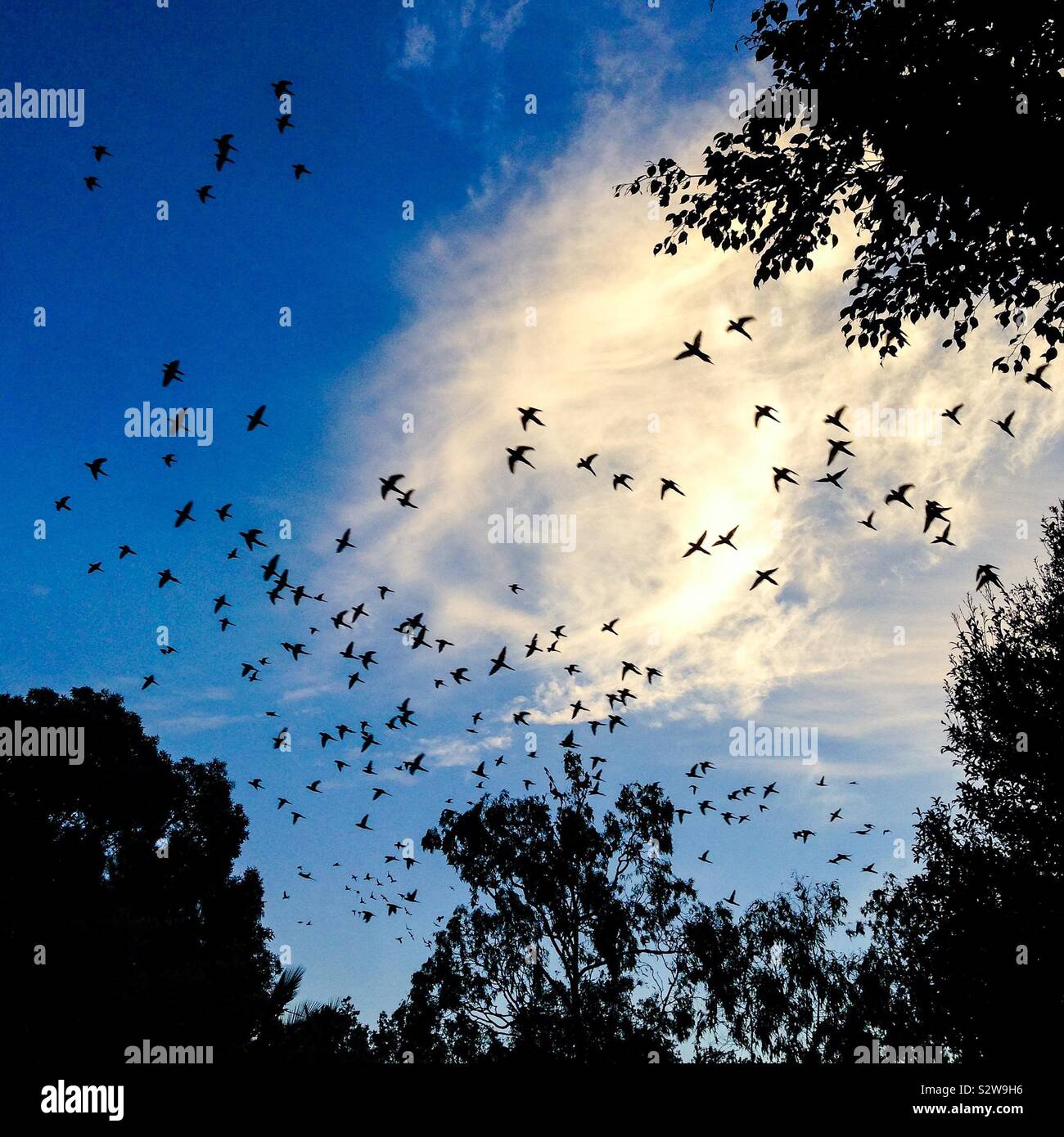 Birds flying free are black silhouettes against bright clouds in a late afternoon blue sky Stock Photo