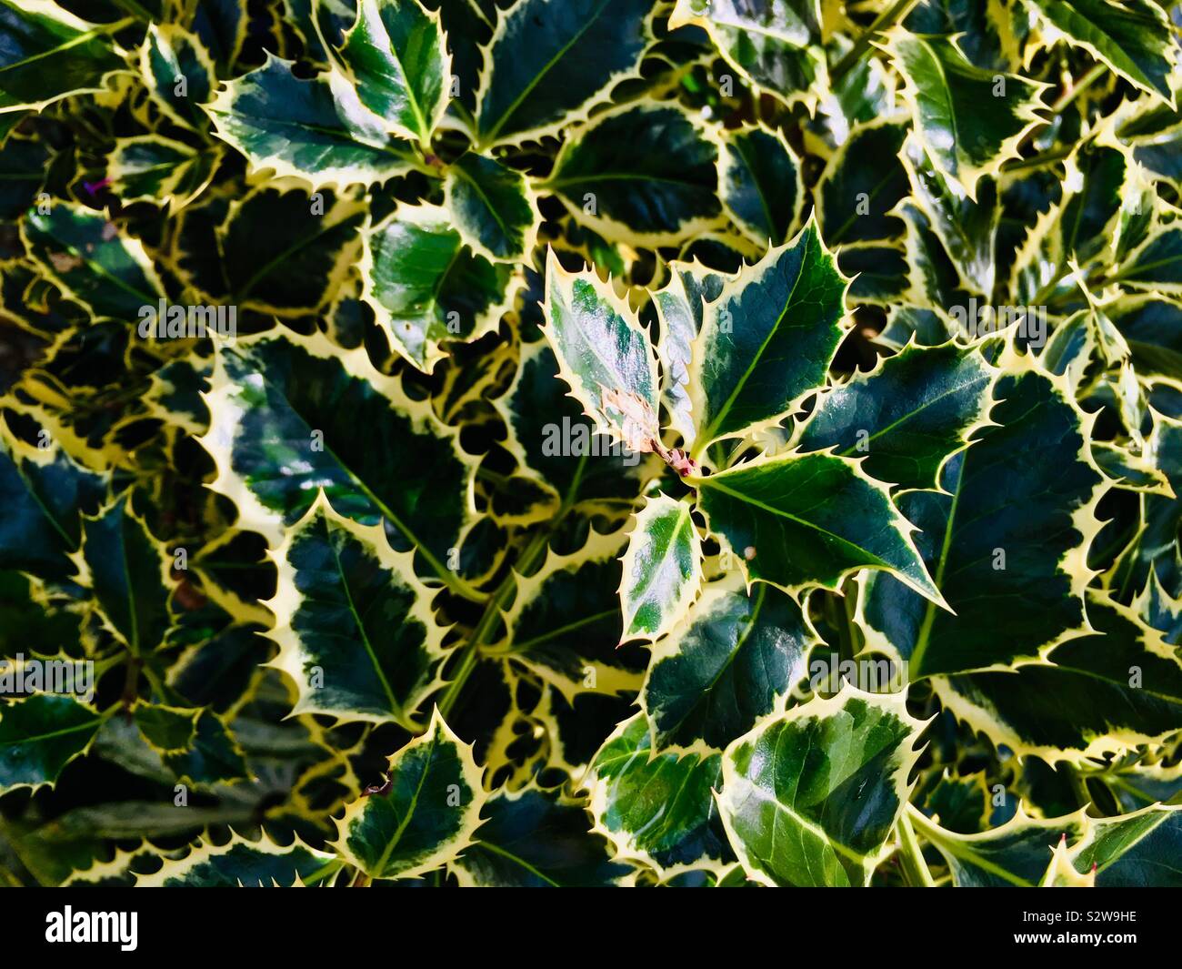 Landscape size close up of a dark, glossy holly bush with copy space and background wallpaper potential Stock Photo
